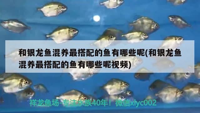 和銀龍魚混養最搭配的魚有哪些呢(和銀龍魚混養最搭配的魚有哪些呢視頻) 和銀龍魚混養最搭配的魚有哪些呢(和銀龍魚混養最搭配的魚有哪些呢視頻) 銀龍魚百科