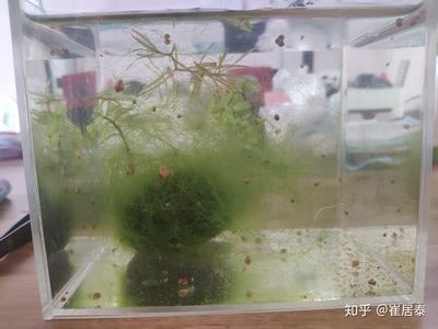 玻璃膠能粘魚缸嗎視頻：如何使用玻璃膠粘魚缸