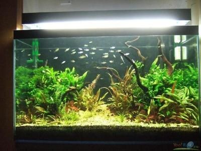 玻璃膠能粘魚缸嗎視頻：如何使用玻璃膠粘魚缸