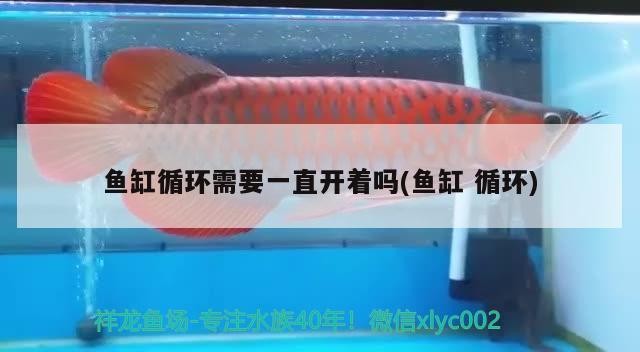 魚缸循環需要一直開著嗎(魚缸循環)