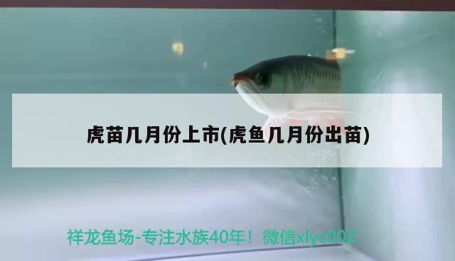 虎苗幾月份上市(虎魚幾月份出苗)