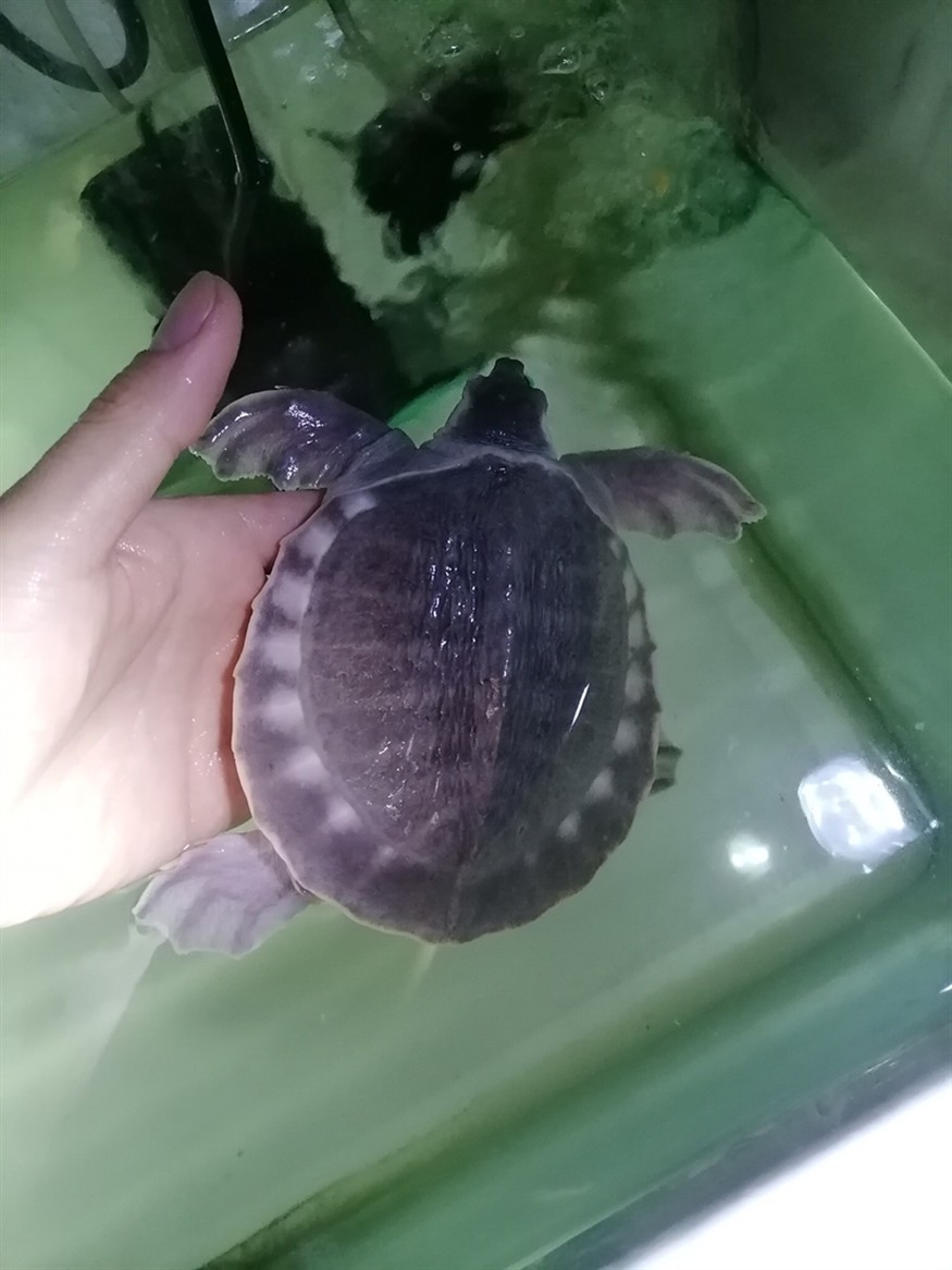 豬鼻龜不活潑