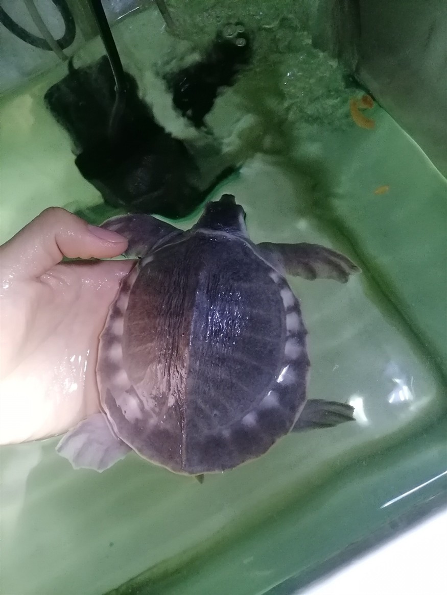 豬鼻龜不活潑