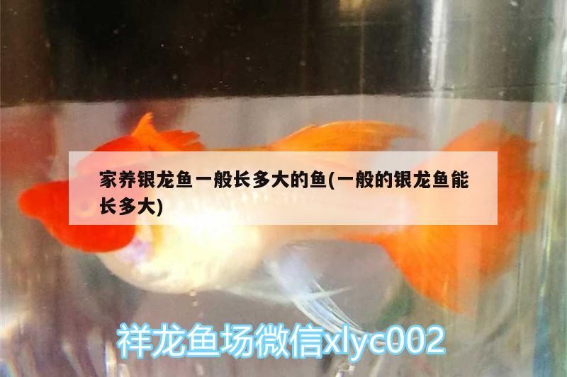 家養銀龍魚一般長多大的魚(一般的銀龍魚能長多大)