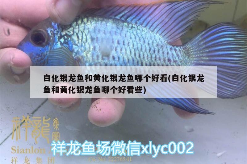 魚缸過濾器選購指南:自制魚缸過濾器魚缸上置過濾器對于養魚愛好者的必備知識 白化銀龍魚和黃化銀龍魚哪個好看(白化銀龍魚和黃化銀龍魚哪個好看些) 銀龍魚百科 白化銀龍魚和黃化銀龍魚哪個好看(白化銀龍魚和黃化銀龍魚哪個好看些) 白化銀龍魚和黃化銀龍魚哪個好看(白化銀龍魚和黃化銀龍魚哪個好看些) 銀龍魚百科