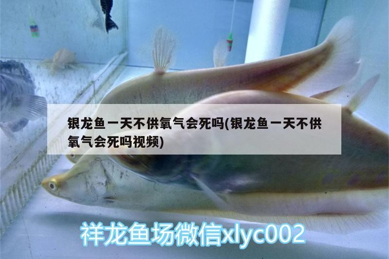 銀龍魚一天不供氧氣會死嗎(銀龍魚一天不供氧氣會死嗎視頻)