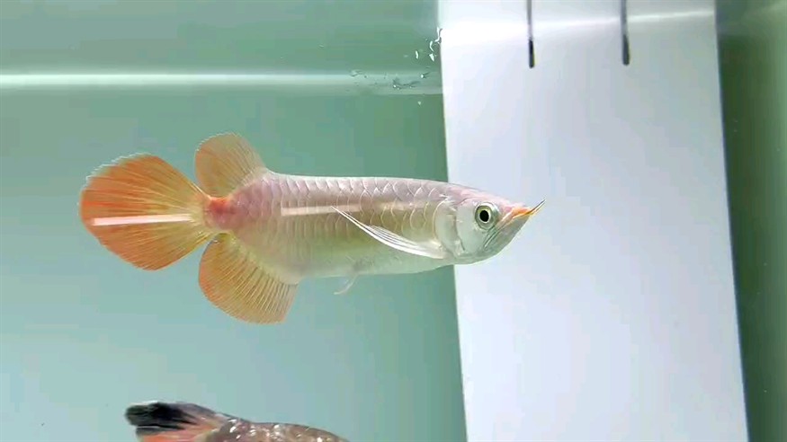 天氣變涼 天氣變涼 龍魚論壇