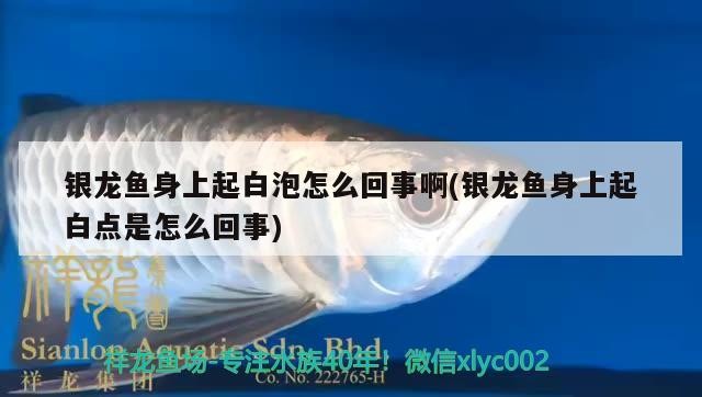 銀龍魚身上起白泡怎么回事啊(銀龍魚身上起白點是怎么回事)