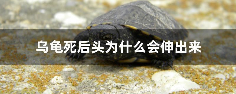 揭陽觀賞魚養殖基地電話多少號（揭陽觀賞魚養殖基地電話多少號啊）