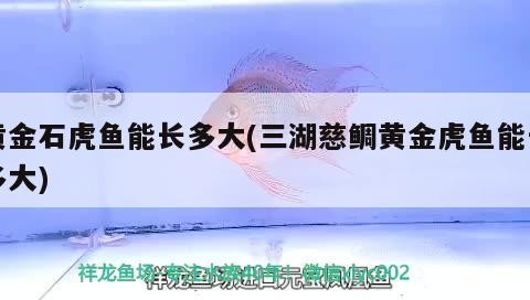 黃金石虎魚能長多大(三湖慈鯛黃金虎魚能長多大) 黃金石虎魚能長多大(三湖慈鯛黃金虎魚能長多大) 虎魚百科