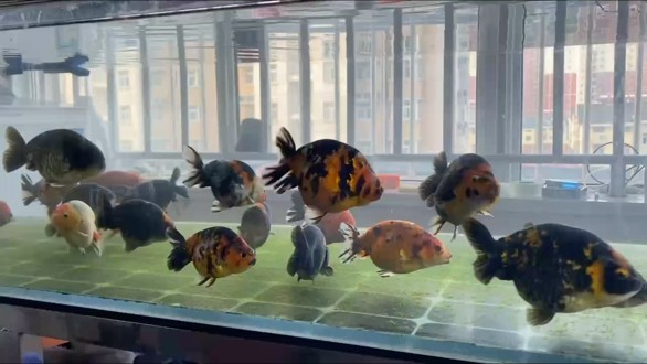 大體蘭壽 大體蘭壽 龍魚論壇 第1張