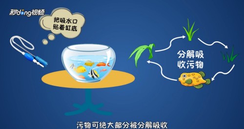 紅龍魚蒙眼是什么原因（紅龍魚蒙眼是什么原因造成的）