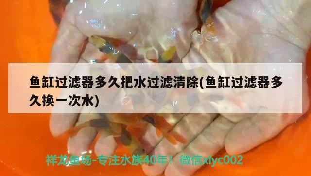 魚缸過濾器多久把水過濾清除(魚缸過濾器多久換一次水)