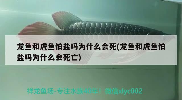 龍魚和虎魚怕鹽嗎為什么會死(龍魚和虎魚怕鹽嗎為什么會死亡) 龍魚和虎魚怕鹽嗎為什么會死(龍魚和虎魚怕鹽嗎為什么會死亡) 虎魚百科