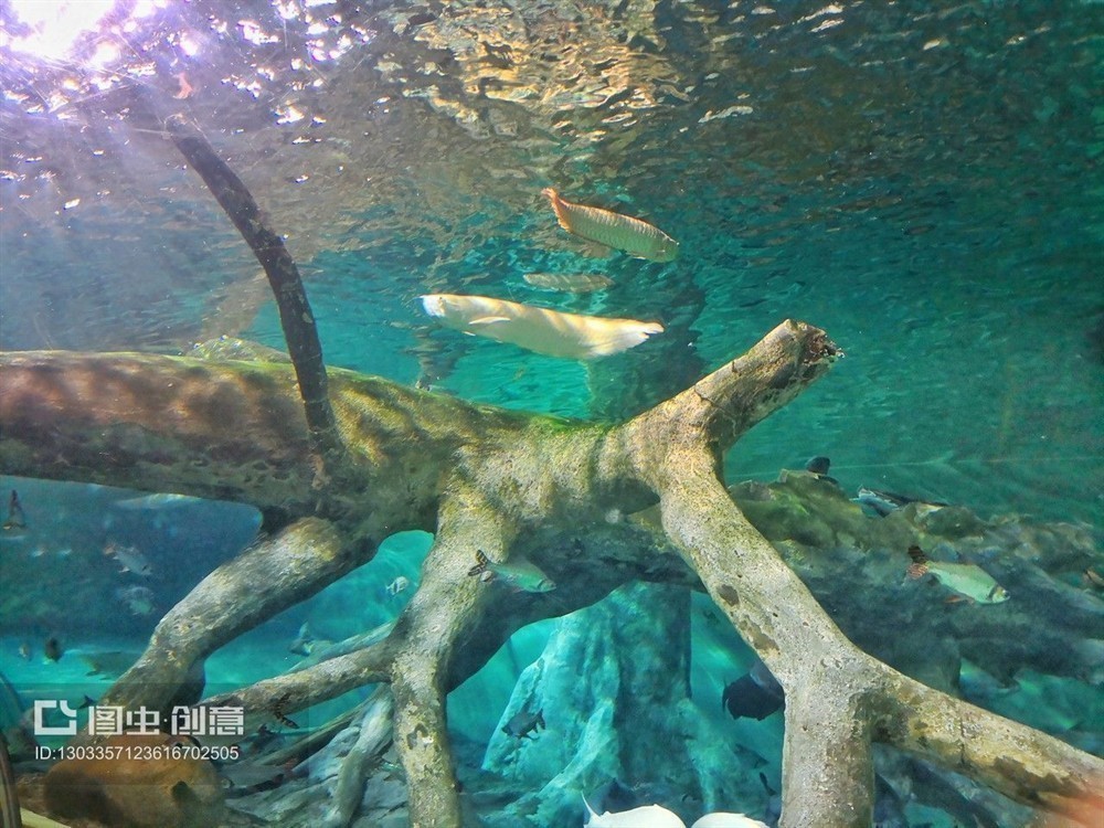 大洋水族魚(yú)缸廠家在哪里啊：大洋水族魚(yú)缸廠家位置