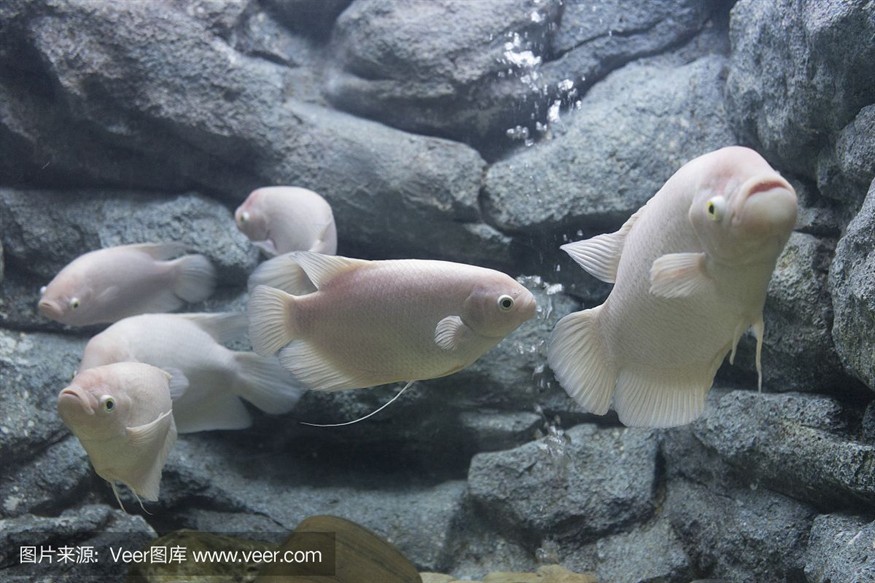 大洋水族魚(yú)缸廠家在哪里啊：大洋水族魚(yú)缸廠家位置