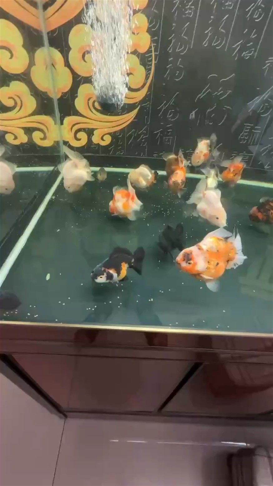 狀態(tài)起飛,使勁催 龍魚論壇 第1張 狀態(tài)起飛,使勁催 狀態(tài)起飛,使勁催 龍魚論壇 第1張