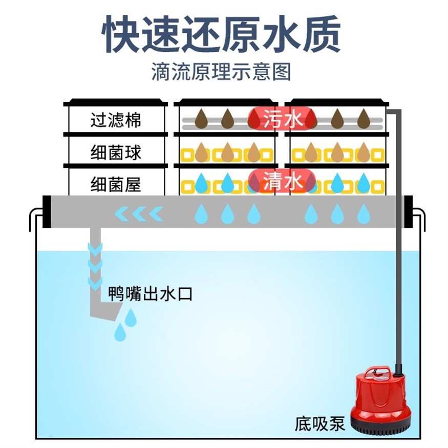 不用換水的生態魚缸：生態魚缸的原理和功能