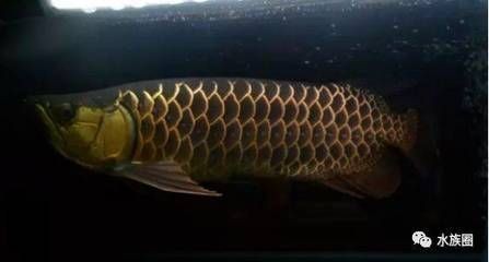 龍魚怎么養水質好 龍魚怎么養水質好 龍魚百科 第2張