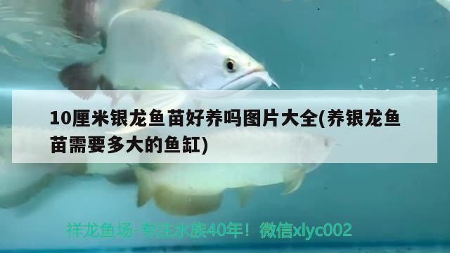 10厘米銀龍魚苗好養嗎圖片大全(養銀龍魚苗需要多大的魚缸)