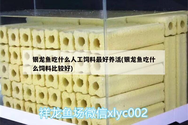 銀龍魚吃什么人工飼料最好養活(銀龍魚吃什么飼料比較好)