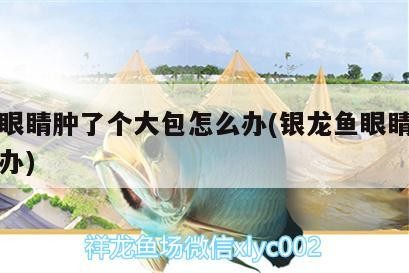 龍魚眼睛腫了個大包怎么辦(銀龍魚眼睛腫了怎么辦) 龍魚眼睛腫了個大包怎么辦(銀龍魚眼睛腫了怎么辦) 銀龍魚百科