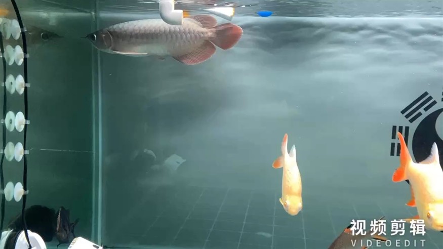 金苔鼠還是沒能躲過你的魔嘴[liuhan] 金苔鼠還是沒能躲過你的魔嘴[liuhan] 龍魚論壇