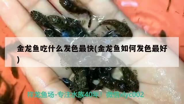 龍魚虎魚喂食活小草魚（龍魚虎魚喂什么）