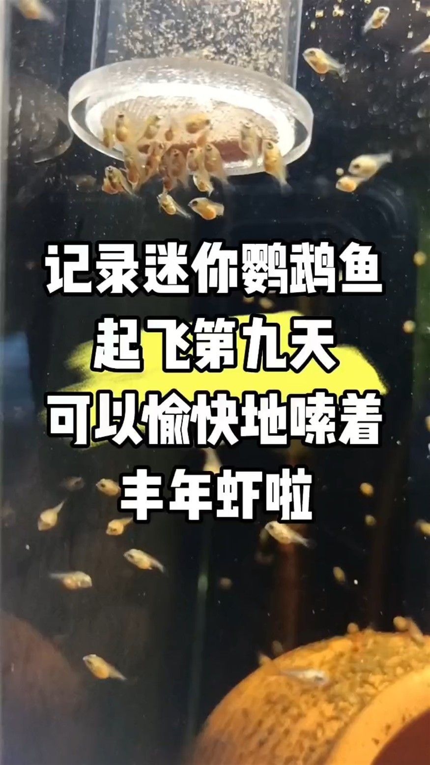 魚苗起飛第九天，會(huì)扎堆吃豐年蝦了