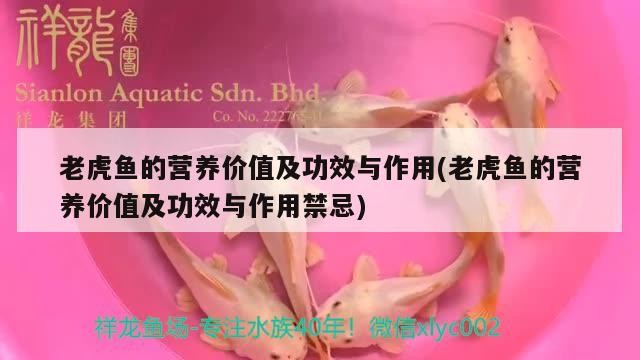老虎魚的營養價值及功效與作用(老虎魚的營養價值及功效與作用禁忌)