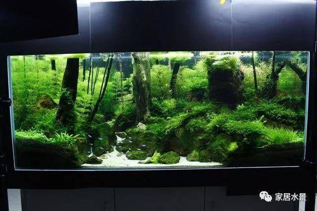 沉木魚缸造景實例圖：沉木魚缸造景的挑選沉木魚缸造景的注意事項和注意事項
