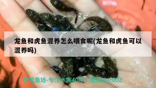 龍魚和虎魚混養怎么喂食呢(龍魚和虎魚可以混養嗎)