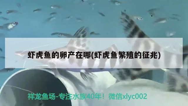 蝦虎魚的卵產(chǎn)在哪(蝦虎魚繁殖的征兆)