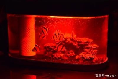 紅龍魚的營養(yǎng)價(jià)值及功效（紅龍魚的營養(yǎng)價(jià)值及功效與作用） 紅龍魚的營養(yǎng)價(jià)值及功效（紅龍魚的營養(yǎng)價(jià)值及功效與作用） 紅龍魚百科