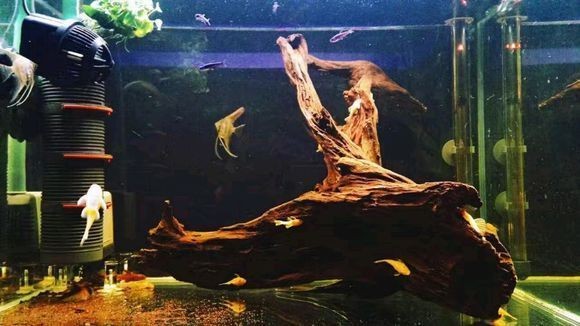 沉木放在魚缸里水會變黃怎么辦：如何解決沉木放在魚缸里導致水發黃的問題？