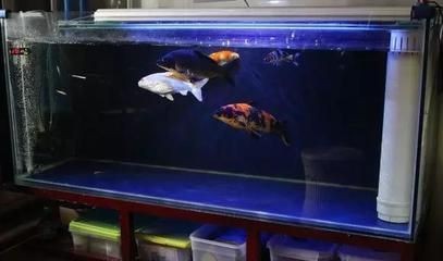 超市魚缸擺放位置：超市魚缸擺放位置考慮風水學、顧客流動線以及日常維護因素
