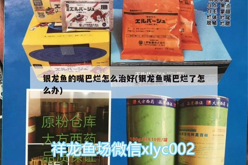 銀龍魚的嘴巴爛怎么治好(銀龍魚嘴巴爛了怎么辦) 銀龍魚的嘴巴爛怎么治好(銀龍魚嘴巴爛了怎么辦) 銀龍魚百科