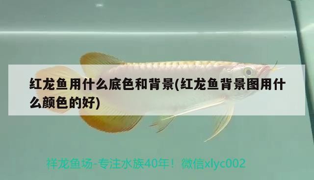 紅龍魚用什么底色和背景(紅龍魚背景圖用什么顏色的好)