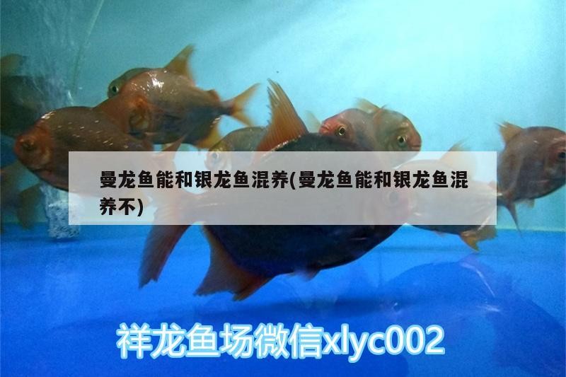 曼龍魚能和銀龍魚混養(曼龍魚能和銀龍魚混養不)