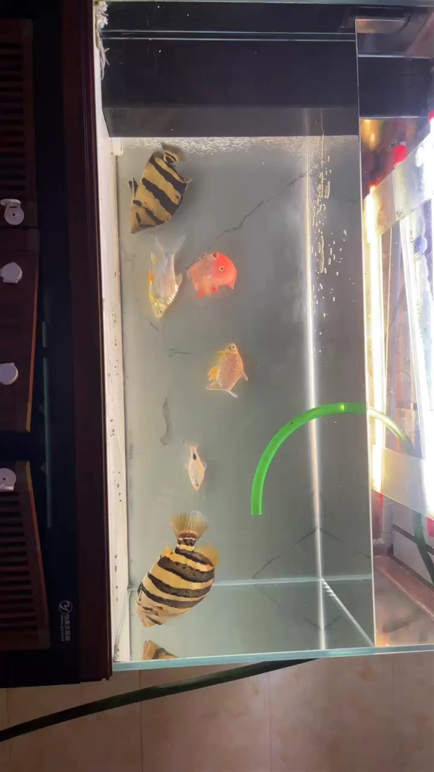 日常換水。 日常換水。 龍魚論壇