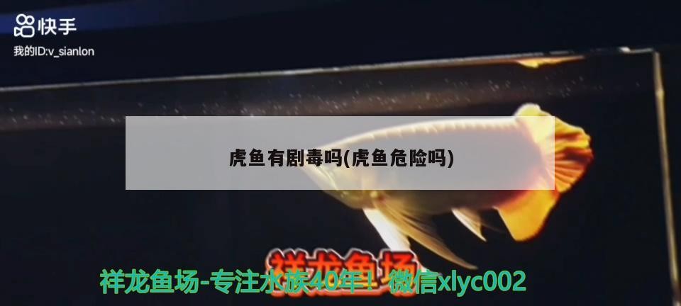 虎魚有劇毒嗎(虎魚危險(xiǎn)嗎)