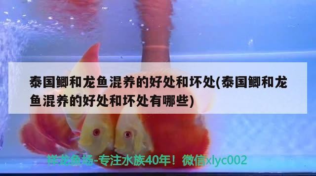金龍,紅龍和銀龍魚到底好不好混養呢(金龍,紅龍和銀龍魚到底好不好混養呢視頻)