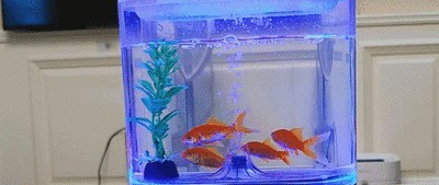 龍魚虎魚混養如何喂食好養（龍魚虎魚混養如何喂食好養）