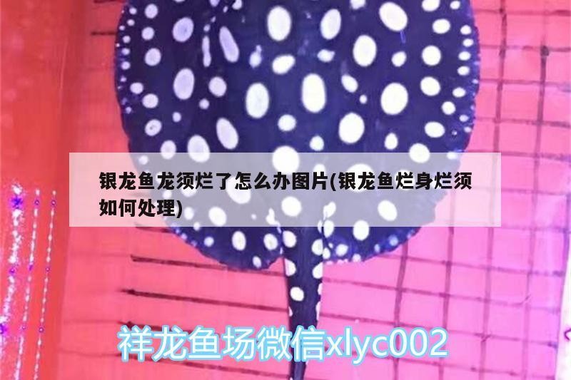 鸚鵡魚和銀龍魚混養怎樣喂食 銀龍魚龍須爛了怎么辦圖片(銀龍魚爛身爛須如何處理) 銀龍魚百科 銀龍魚龍須爛了怎么辦圖片(銀龍魚爛身爛須如何處理) 銀龍魚龍須爛了怎么辦圖片(銀龍魚爛身爛須如何處理) 銀龍魚百科