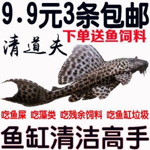 金龍魚的繁殖能力是多少，（金龍魚的繁殖能力）