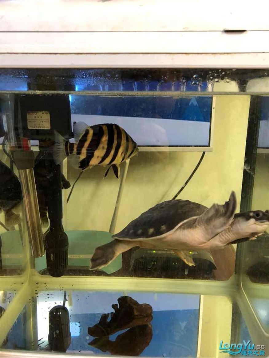 北京出豬鼻龜