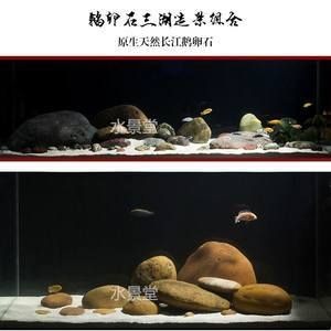 慈鯛魚缸放什么石頭都可以嗎：慈鯛魚缸中的石頭應該如何選擇？