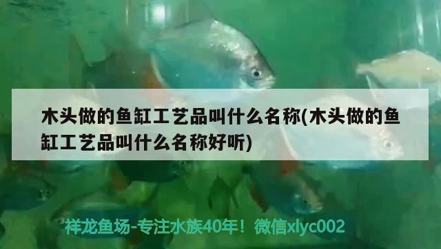 木頭做的魚缸工藝品叫什么名稱(木頭做的魚缸工藝品叫什么名稱好聽) 木頭做的魚缸工藝品叫什么名稱(木頭做的魚缸工藝品叫什么名稱好聽) 豬鼻龜百科
