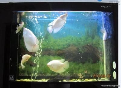 常見的十種魚缸清潔魚：十大魚缸清潔魚及其特點魚缸清潔魚的養護方法與特點