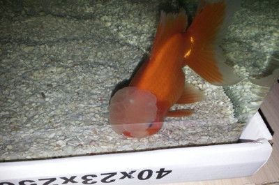 常見的十種魚缸清潔魚：十大魚缸清潔魚及其特點魚缸清潔魚的養護方法與特點